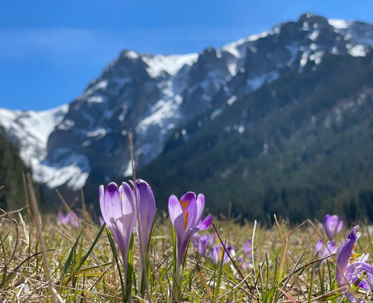Nareszcie wiosna w Tatrach