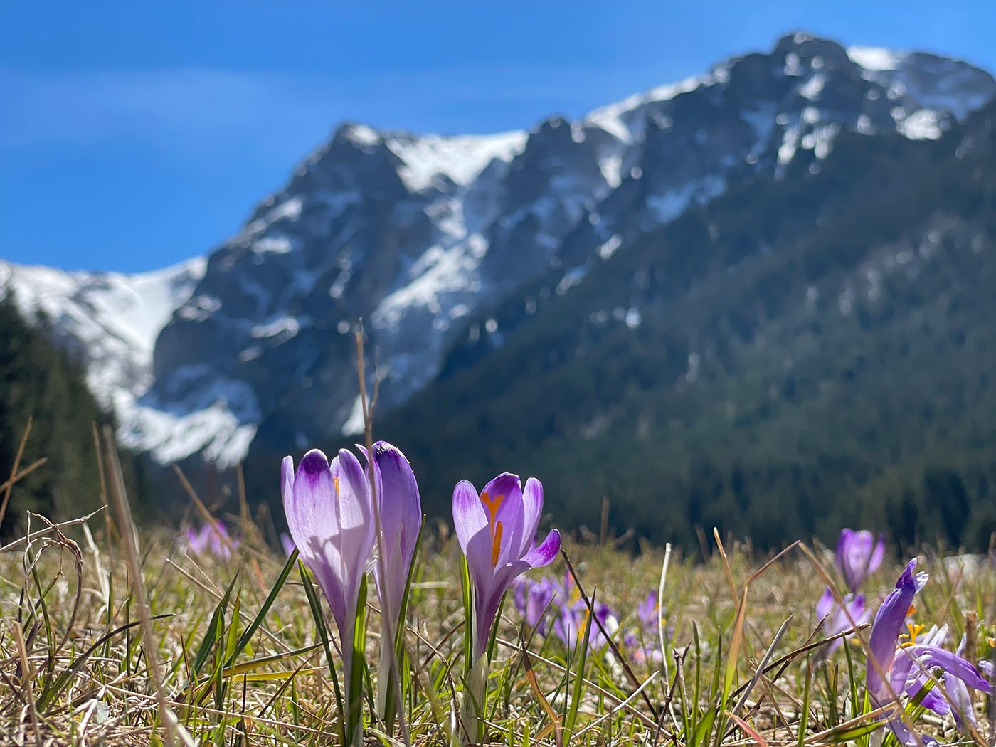 Nareszcie wiosna w Tatrach